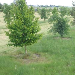 Carpa europeia  trufeira - Tuber Melanosporum